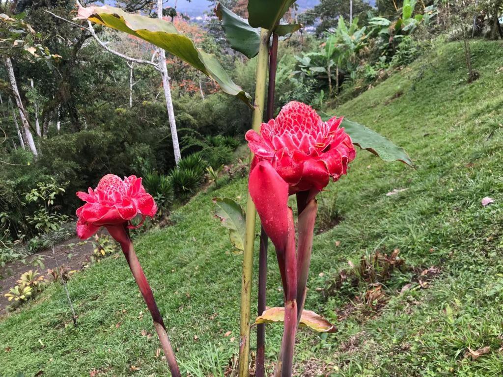 Hotel Green Mountain Turrialba Eksteriør billede