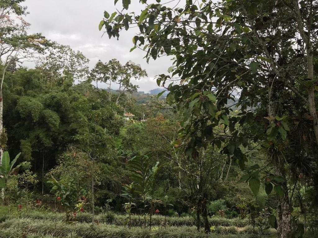 Hotel Green Mountain Turrialba Eksteriør billede